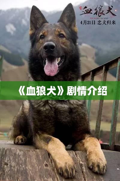 《血狼犬》剧情介绍